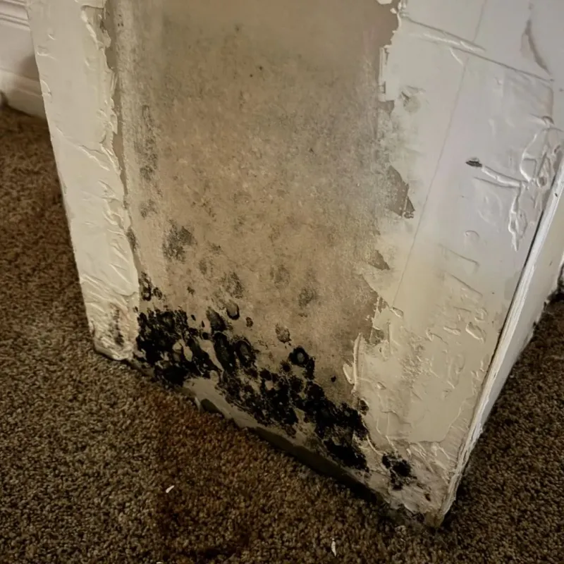 Professional Mold Removal in Traverse City, MI
